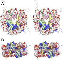 nucleosome stress points
